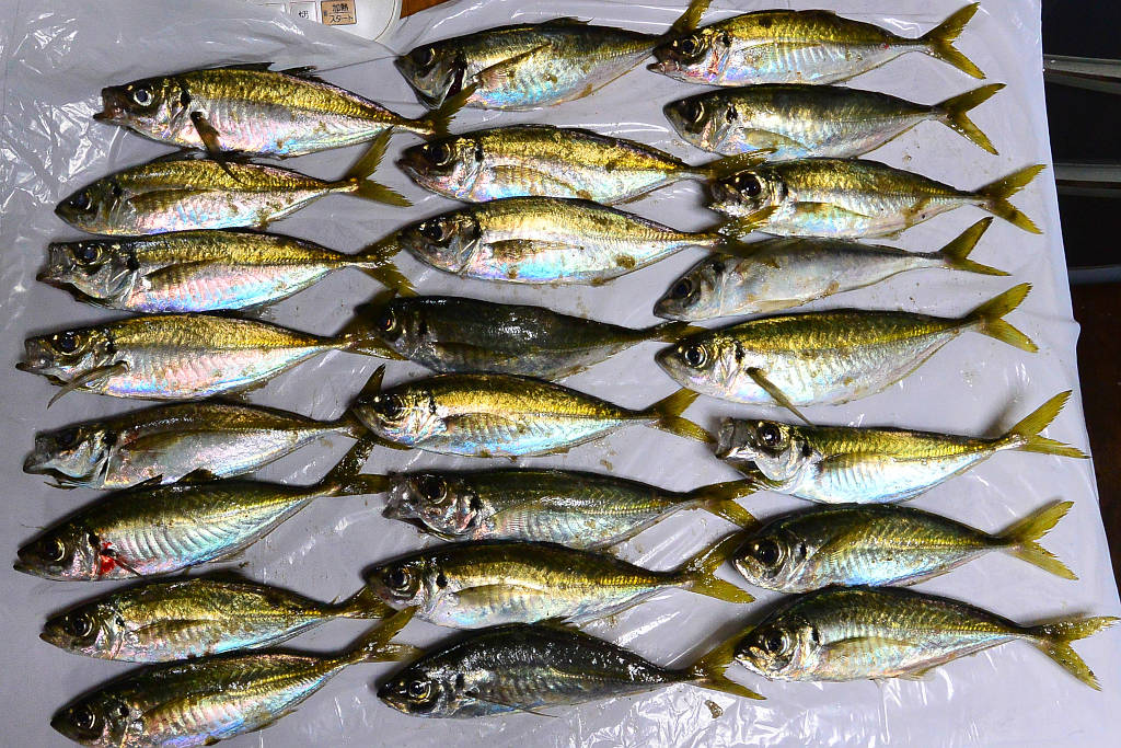 釣果写真、大アジ