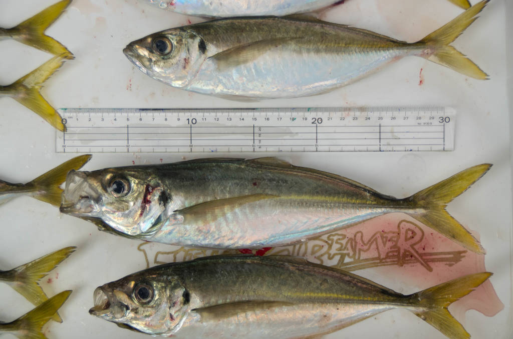 海南周辺 大アジ10尾釣果写真