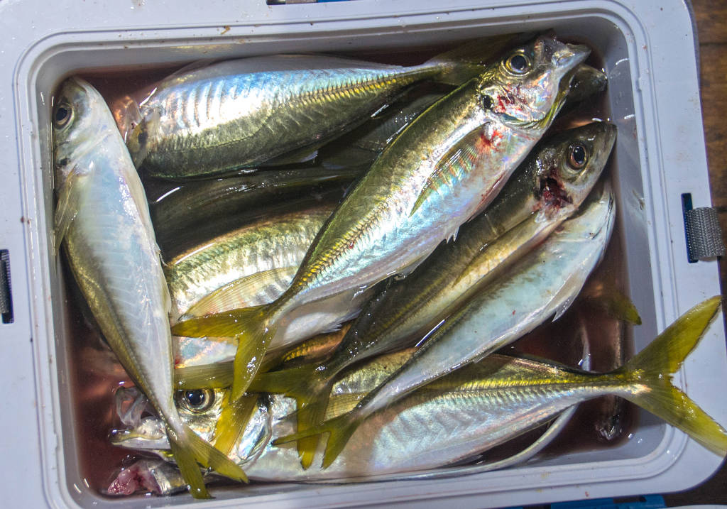 海南周辺 大アジ10尾釣果写真