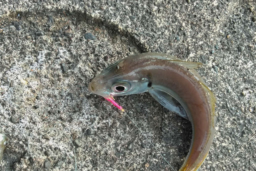 くじら浜公園、バショウカジキ刺身